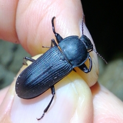 Tenebrio opacus