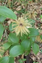 Clematis ochroleuca