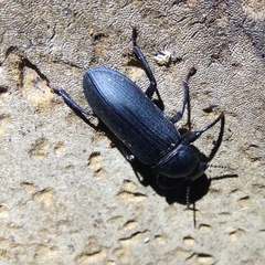 Tenebrio opacus