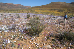 Lasiosiphon deserticola