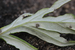 Puccinia chrysanthemi