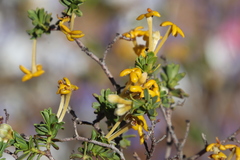 Lasiosiphon deserticola