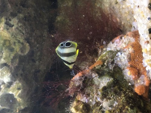 Four-eyed Butterflyfish
