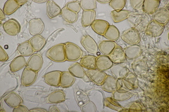 Puccinia chrysanthemi