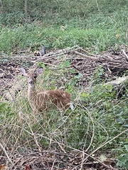 Odocoileus virginianus macrourus