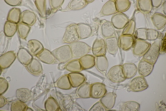 Puccinia chrysanthemi