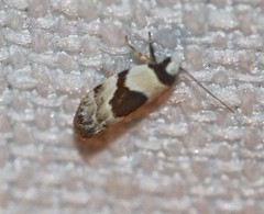 Euphiltra epilecta