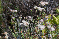 Euphilotes enoptes smithi