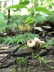 Lentinellus subaustralis