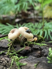 Lentinellus subaustralis