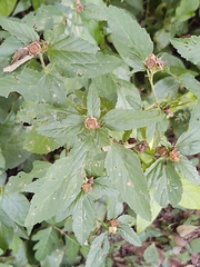 Malvastrum coromandelianum