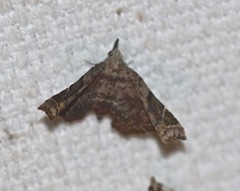 Esthlodora variabilis