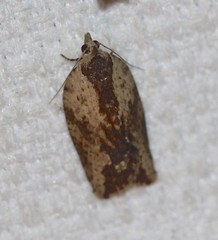 Cryptoptila immersana