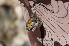 Hipparchia pellucida