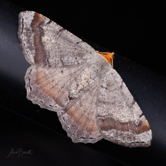 Macaria distribuaria