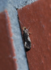 Monopis spilotella