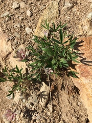 Trifolium dasyphyllum