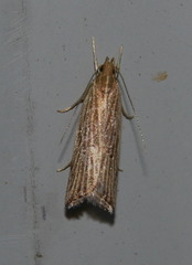 Helcystogramma