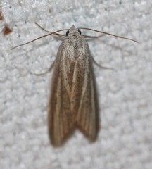 Prionopterina grammatistis