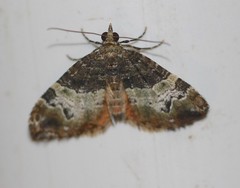 Chrysolarentia phaedra