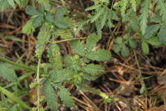 Quasipucciniastrum ochraceum