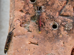 Monosapyga clavicornis