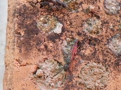 Monosapyga clavicornis