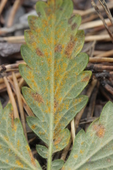 Quasipucciniastrum ochraceum