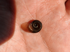 Planorbarius corneus