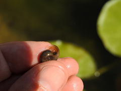 Planorbarius corneus