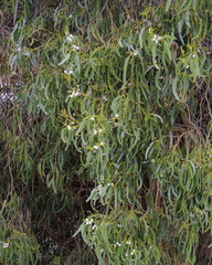 Eucalyptus globulus globulus