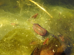 Planorbarius corneus