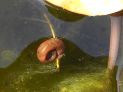 Planorbarius corneus