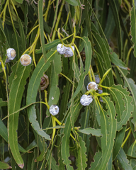 Eucalyptus globulus globulus