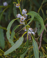 Eucalyptus globulus globulus