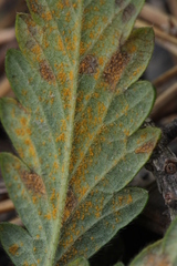 Quasipucciniastrum ochraceum