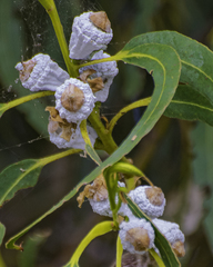 Eucalyptus globulus globulus