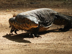 Varanus salvator salvator