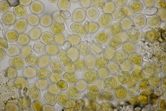 Quasipucciniastrum ochraceum