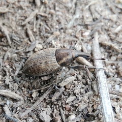 Lepyrus capucinus