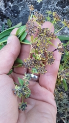 Bupleurum americanum