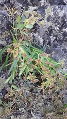 Bupleurum americanum