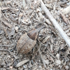 Lepyrus capucinus