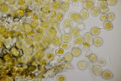 Quasipucciniastrum ochraceum