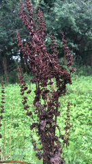 Rumex confertus
