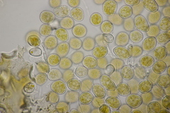 Quasipucciniastrum ochraceum