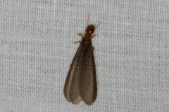 Zootermopsis nevadensis
