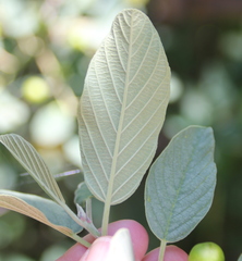 Frangula californica tomentella