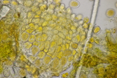 Quasipucciniastrum ochraceum