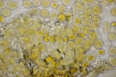 Quasipucciniastrum ochraceum